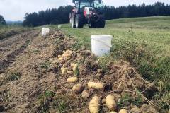 Kartoffelernte - Biohof Glück in Redl