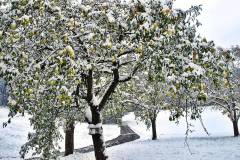 Der erste Schnee am 28.10. 2012 - Da waren noch alle Äpfel am Baum