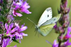 Falter im Anflug auf Blüte