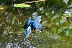 Eisvogel auf Jagd im Biotop