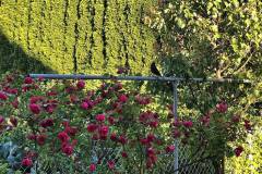 Amsel im Rosengarten