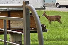 Besuch im Garten