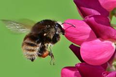 Hummel besucht Blüte