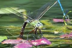 Libellen sind kleine Wunder der Natur und sehr schwer zu fotografieren