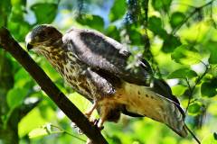 Bussard sucht Beute