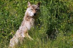 Isegrim - der Wolf im Tierpark Grünau