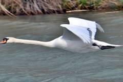 Jumbojet unter den Wasservögeln