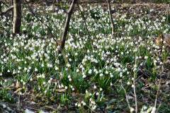 Der Frühling kommt