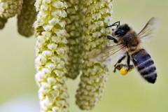 Bienen waren auch schon unterwegs