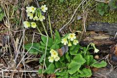 Die ersten Himmelschlüssel - Der Frühling kommt langsam ins Land