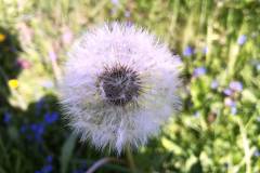 Pusteblume