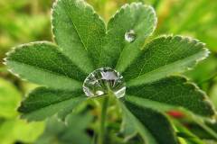 Wassertropfen - Edelsteine im Garten