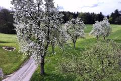 Obstbaumblüte - Löwenzahnwiese / Jedes Jahr ein schöner Anblick