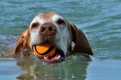 Bring das Balli - Beschäftigung für den Hund - Viele Hunde sind gerne im Wasser