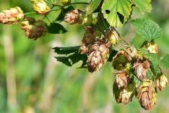 Hopfen und Malz - Gott erhalt