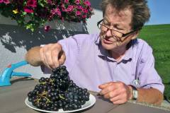 Prima Weinernte in Bärnthal - Fred Huber bei der Qualitätskontrolle